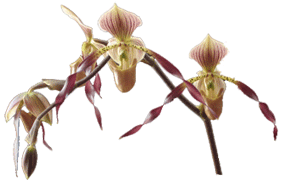 Paphiopedilum Mem. Galen Fox